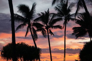 Kauai 'deki Poipu Sahili' nde gün batımına karşı palmiye ağacı siluetleri.
