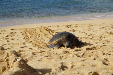 Hawaii yeşil deniz kaplumbağası (honu) Poipu Sahili, Kauai 'nin kumsalında güneşleniyor, Pasifik Okyanusu' ndan geldiği yerden geriye izler bırakıyor.