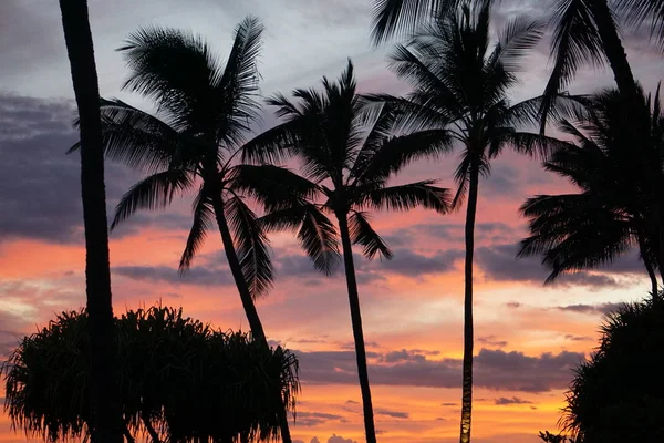 Kauai 'deki Poipu Sahili' nde gün batımına karşı palmiye ağacı siluetleri.