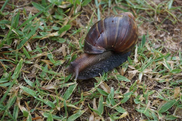 Giant Africano Caracol Terra Move Lentamente Sobre Grama Kauai — Fotografia de Stock