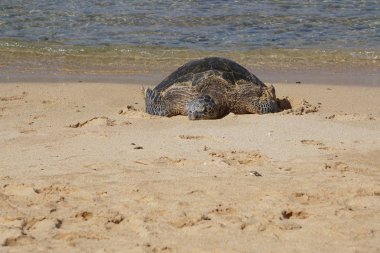 Hawaii yeşil deniz kaplumbağası (honu) Poipu Sahili, Kauai 'de güneşleniyor.