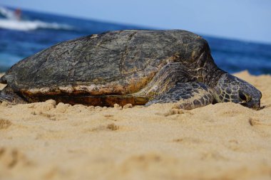 Hawaii yeşil deniz kaplumbağası (honu) Poipu Sahili, Kauai 'de güneşleniyor.