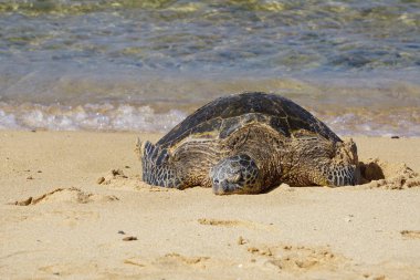 Hawaii yeşil deniz kaplumbağası (honu) Poipu Sahili, Kauai 'de güneşleniyor.