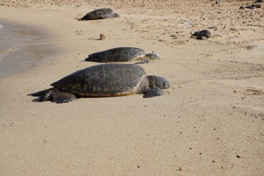 Hawaii yeşil deniz kaplumbağaları (honu) Poipu Sahili, Kauai 'de güneşleniyorlar.