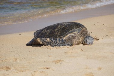 Hawaii yeşil deniz kaplumbağası (honu) Poipu Sahili, Kauai 'de güneşleniyor.