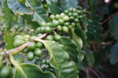 Kauai 'deki bir ağaçta olgunlaşan yeşil kahve meyveleri.