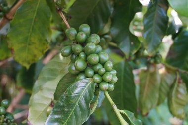 Kauai 'deki bir ağaçta olgunlaşan yeşil kahve meyveleri.