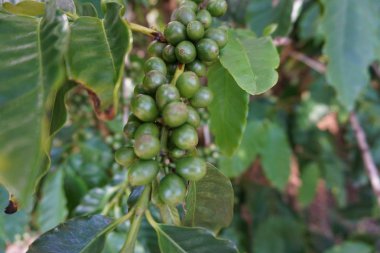 Kauai 'deki bir ağaçta olgunlaşan yeşil kahve meyveleri.