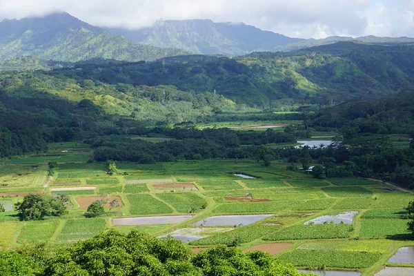 Kauai 'nin kuzey kıyısındaki Hanalei Vadisi' ndeki Taro tarlaları.