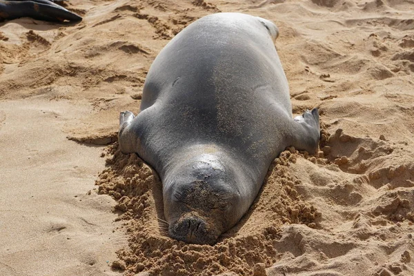 Hawaii Keşiş Mührü, Kauai 'deki Poipu Sahili' nde uyuyor.