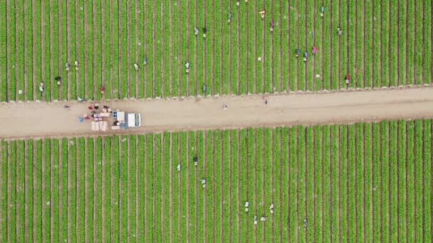 Vista aérea aérea de 4K de personas que trabajan en un campo verde en verano, California — Vídeos de Stock