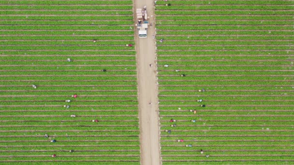 Vista aérea aérea 4K das pessoas que trabalham em um campo verde no verão, Califórnia — Vídeo de Stock