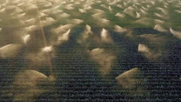 日落时分，灌溉系统上方的4K天线在马铃薯田上喷水 — 图库视频影像