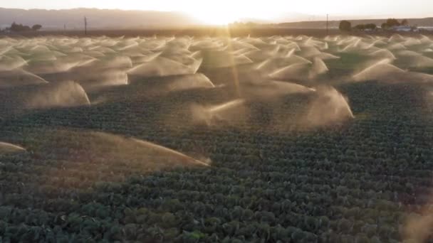 4K-antenne over det aktive vanningssystemet som sprayer det grønne feltet ved solnedgang – stockvideo