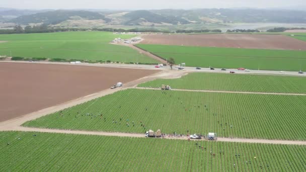 Kaliforniya, ABD 'de çilek toplama çiftliğindeki insanların hava panoramik görüntüsü.. — Stok video