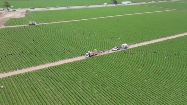 Vista panorámica aérea de la granja de recolección de fresas en California, EE.UU.. — Vídeos de Stock