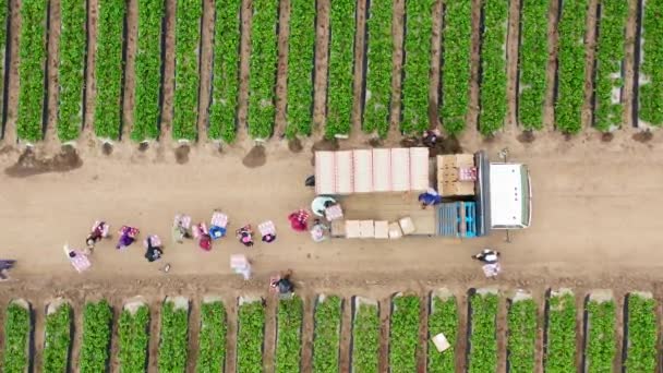 Vista de arriba hacia abajo de 4K sobre la cosecha de fresas. Hermoso campo de fruta verde de verano — Vídeo de stock