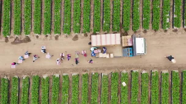 Nydelig sommergrønt fruktfelt. 4K ovenfra og ned på høsting av jordbær – stockvideo