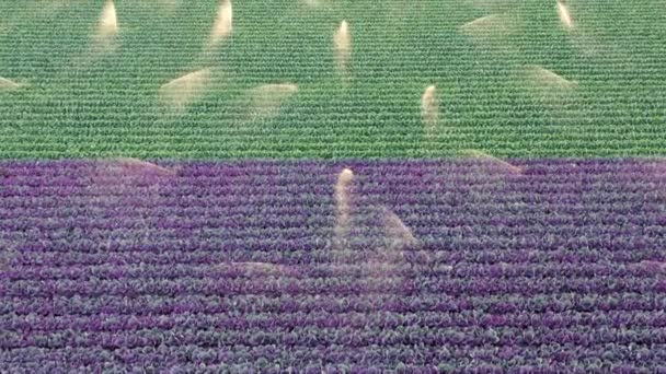 석양에는 드론이 보라색과 녹색의 농장 들판 위를 날고 있습니다. 케일 을 뿌리는 4K 의물 — 비디오