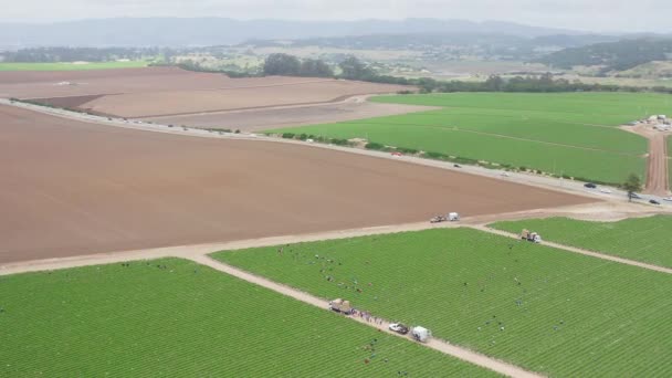 Flygfoto panoramautsikt över jordgubbsplockning gård i Kalifornien, USA. — Stockvideo