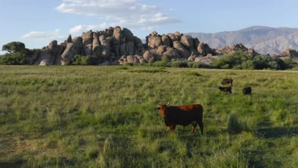 Slow Motion hermosa vaca de leche roja en el prado verde escénico. Antena del rebaño — Vídeo de stock