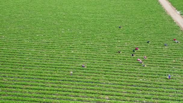 Aerial de pessoas que trabalham nos campos de frutas, EUA. 4K bela fazenda verde, EUA — Vídeo de Stock