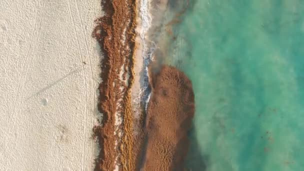 4K повітряний вид вище людини біжить вздовж порожнього пляжу вранці, Флорида США — стокове відео