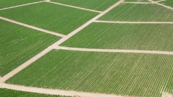 Flygfoto panoramautsikt över jordgubbsplockning gård i Kalifornien, USA. — Stockvideo