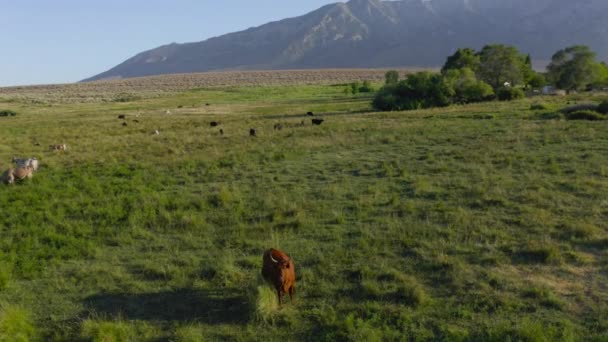 Luchtfoto van koeien op groene weide met stenen park op de achtergrond, USA. Scenic aard — Stockvideo