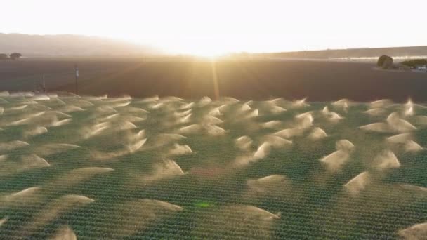 Saison des récoltes estivales. Paysage rural avec coucher de soleil sur l'horizon. 4K — Video