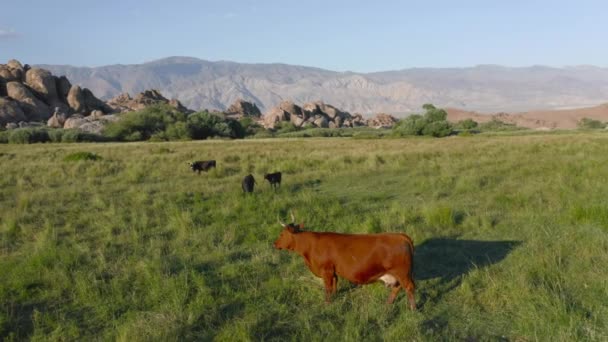 Movimento lento Vacas leiteiras incríveis no belo prado verde. Aeronaves de criação de vacas — Vídeo de Stock
