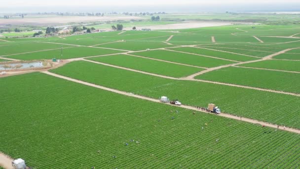 Arbeiders die aardbeien verzamelen op een groene landbouwboerderij in de VS — Stockvideo