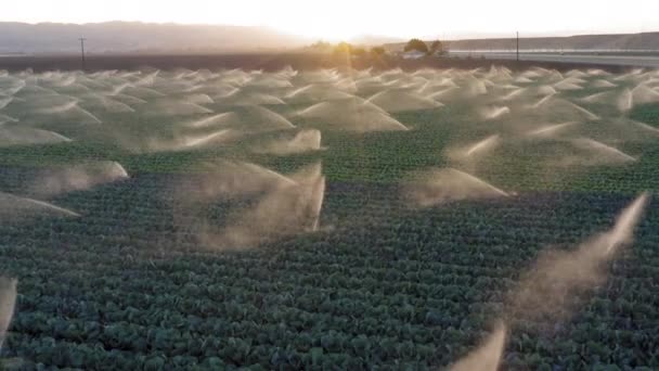 L'eau d'irrigation pulvérise le champ vert. Paysage agricole au coucher du soleil doré — Video