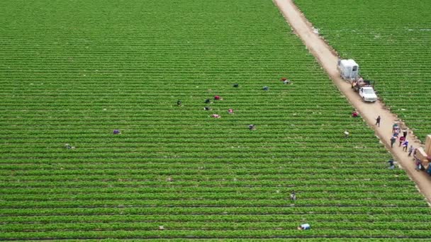 Aérea de personas que trabajan en los campos frutales, EE.UU. 4K hermosa granja verde, Estados Unidos — Vídeo de stock