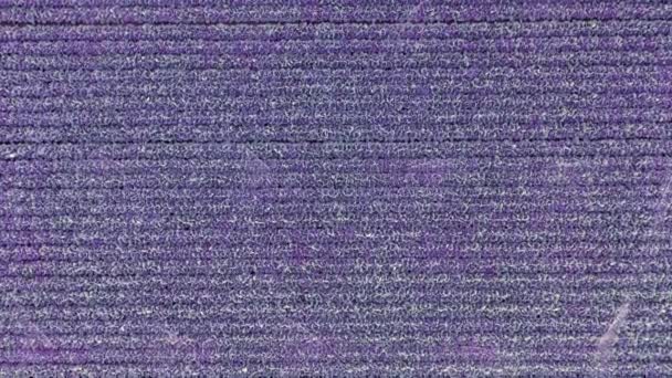 Top down drone view over graphic horizontal rows of purple farm field — Stock Video