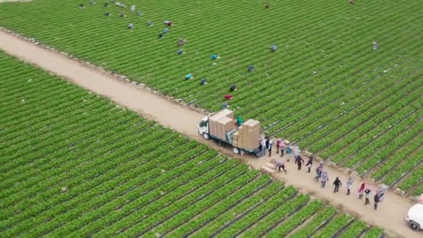 Flygfoto av personer som lastar lastbilen med lådor med färska jordgubbar, USA, 4K — Stockvideo
