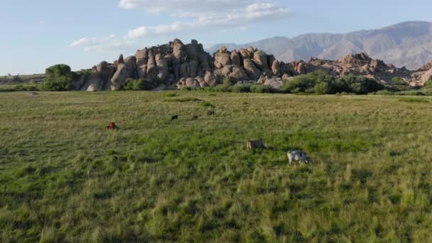 Flygfoto av kor på grön äng med stenpark på bakgrunden, USA. Natursköna omgivningar — Stockvideo