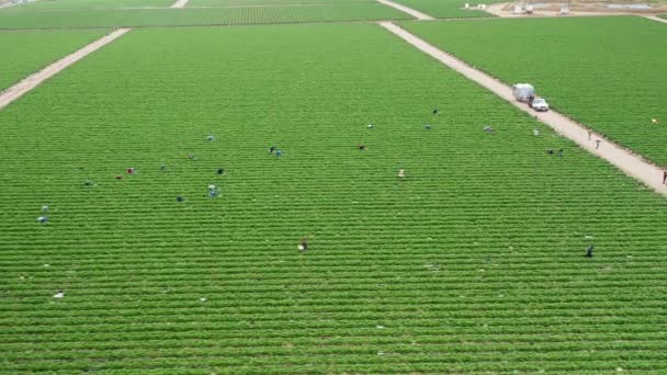 Trabajadores de temporada recogiendo fresas en una granja de agricultura verde, EE.UU. — Vídeo de stock