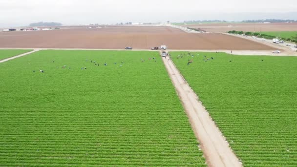 Aérea de personas que trabajan en los campos frutales, EE.UU. 4K hermosa granja verde, Estados Unidos — Vídeos de Stock