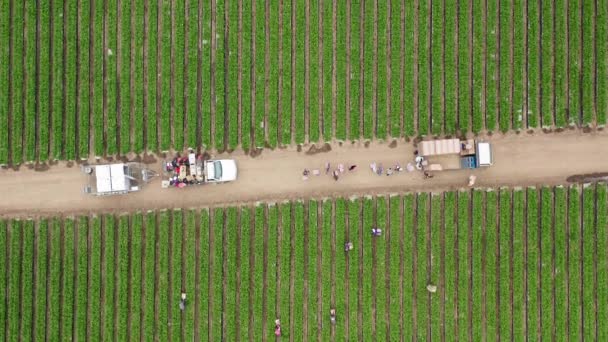 Kaliforniya, ABD 'de yeşil çilek tarlasında koşan insanların sayısı 4K. — Stok video