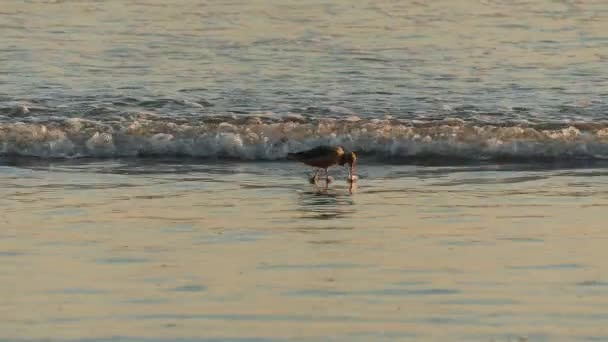 Oceano Pacifico costa natura selvaggia. Bella cinematografica al rallentatore di uccellino — Video Stock