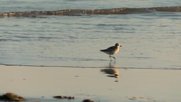 Gyönyörű homoki piper madár sekély vizeken. Piper tükröződés sima felületen — Stock videók