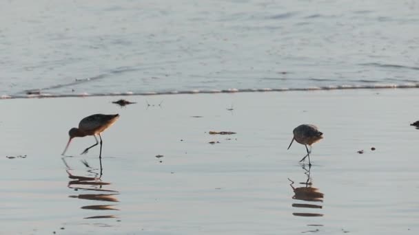 Golden hour light is creating beautiful reflection of the shorebirds at sunset — Stock Video
