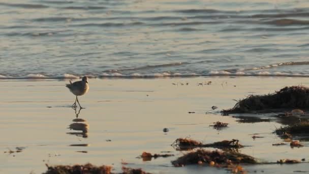 Natura selvaggia della costa californiana. Uccello pifferaio è nell'erba di mare sulla riva dell'oceano — Video Stock