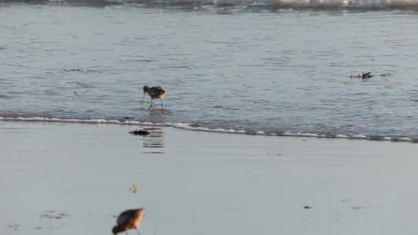 Vahşi doğanın ve açık havanın ağır çekimleri. Gün batımında sığ sularda kıyı kuşları — Stok video