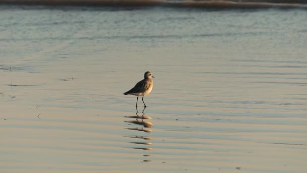 Sandpiper odbicie ptaka w gładkiej powierzchni wybrzeża Oceanu Spokojnego — Wideo stockowe