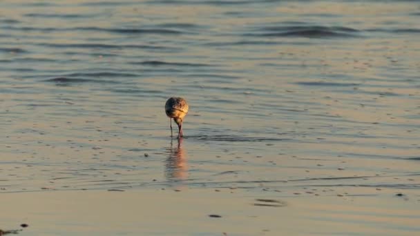 Les oiseaux de rivage cherchent de la nourriture dans les eaux peu profondes. Golden hour light, États-Unis — Video