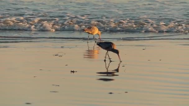 Gyönyörű filmfelvételek a vadvilágról naplementekor. Parti madarak a strandon — Stock videók