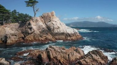 Güzel Kaliforniya sahili. Uçurumda büyüyen selvi ağacı var.