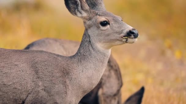 Wilde dieren natuur op zonnige herfstdag. Close-up zicht op herten in het bos — Stockvideo